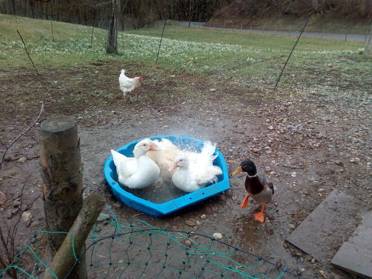 Ferienwohnung Auf Dem Lechsberg Fuchstal Buitenkant foto